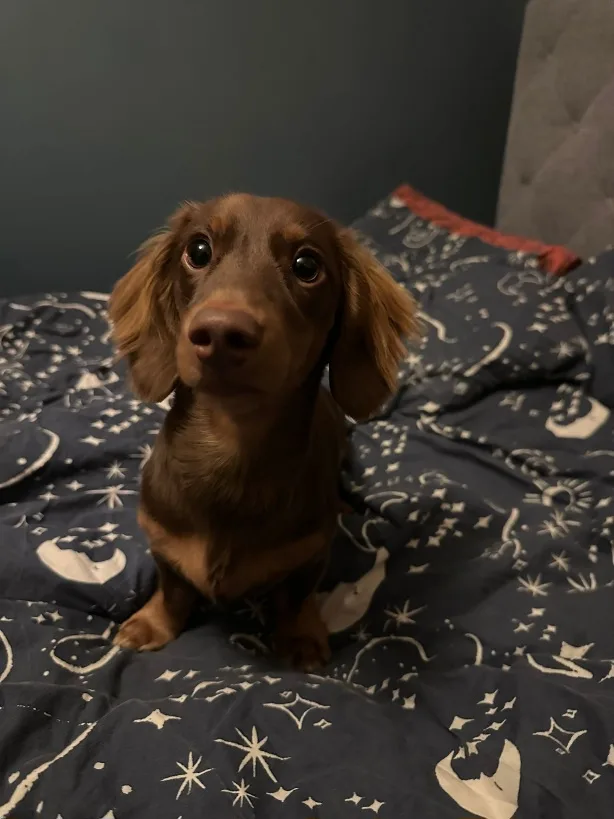 A brown dachshund with large, expressive eyes sits upright on a dark blue bedspread patterned with white stars and crescent…