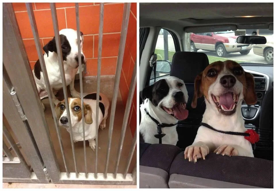 The image is a side-by-side comparison showing two beagle-like dogs in a metal-barred shelter cage with orange tiled walls…