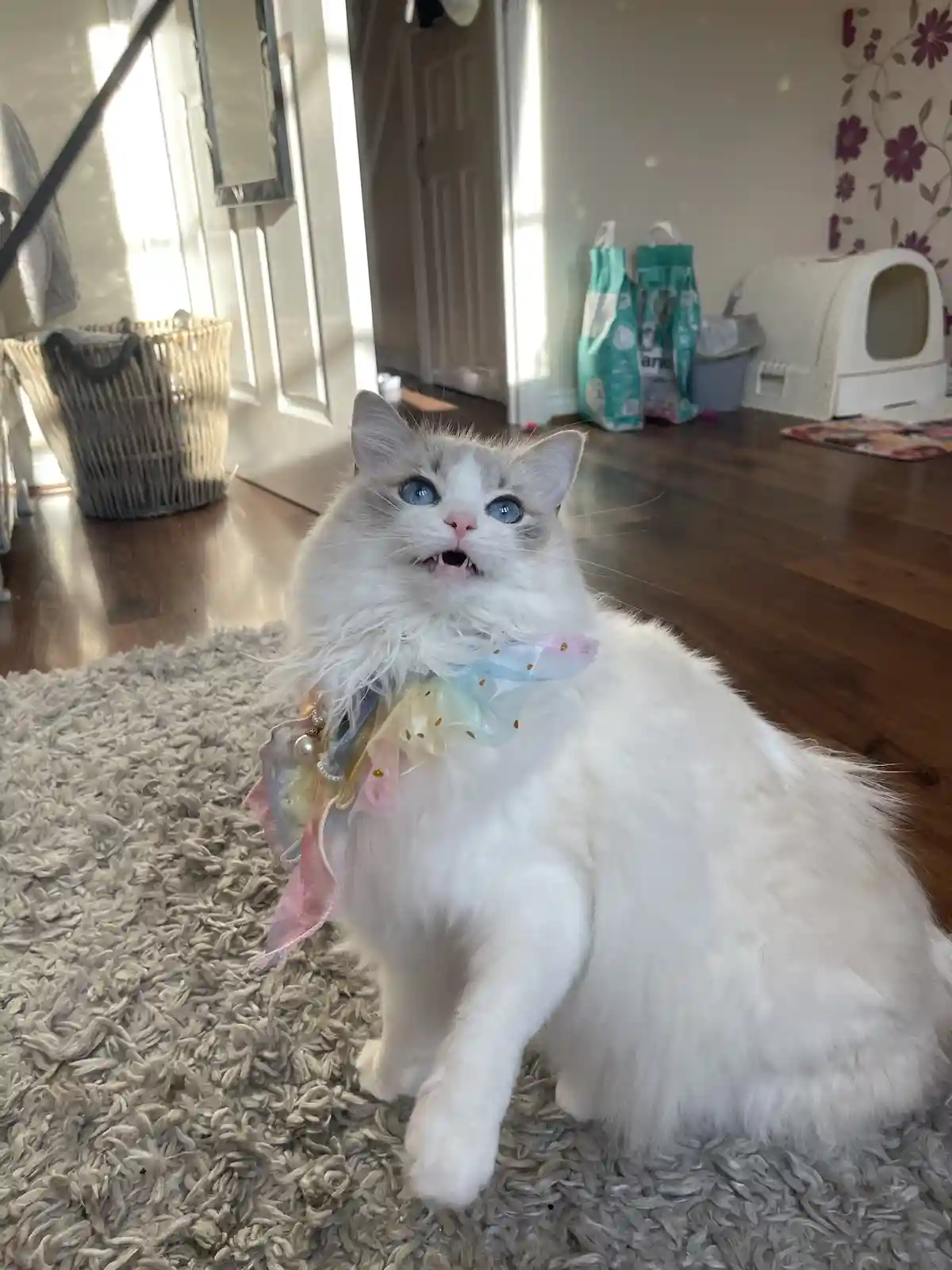 A fluffy white cat with striking blue eyes sits on a shaggy rug indoors, wearing a colorful, frilly bow around its neck. The…