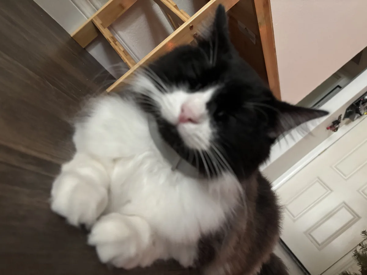 A black-and-white fluffy cat with a gray collar is lying on a dark wood floor, looking up with half-closed eyes and a…