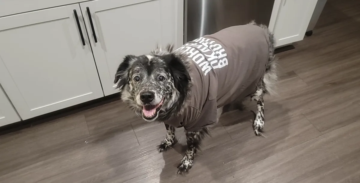 A happy, black-and-white spotted dog wearing a brown t-shirt with the text 'WORLD'S BEST BRO' printed in white on the back…