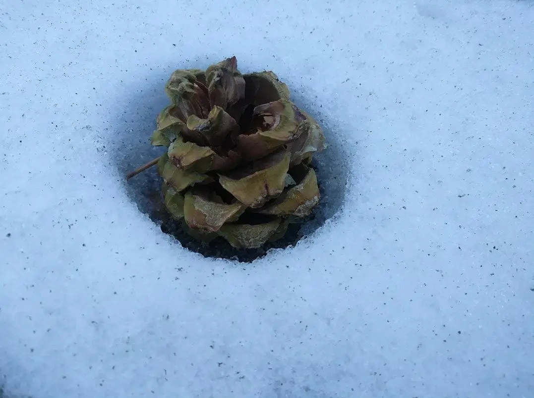 Pinecones: Nature's snow-resistant champions
