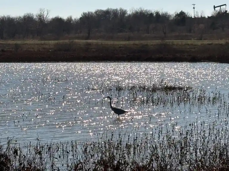 A grey heron stands in shallow water reflecting sunlight, with a distant oil pumpjack visible on the horizon. The overlaid…