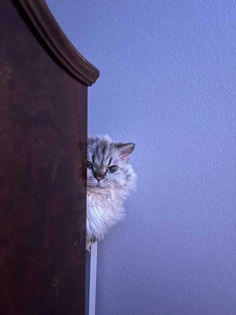 A fluffy silver tabby cat peeks cautiously from behind a dark wooden piece of furniture against a light blue wall, with the…