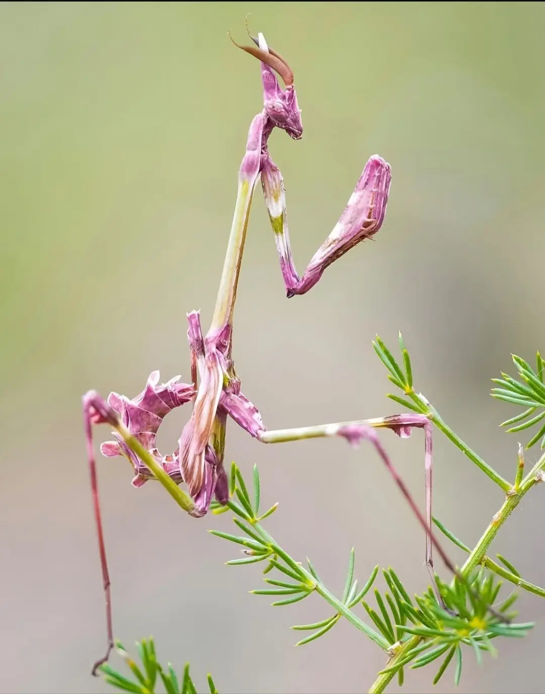 a praying mantis camouflaged to look like a wilting purple flower, perched on green foliage, with overlaid text reading 'i'm…