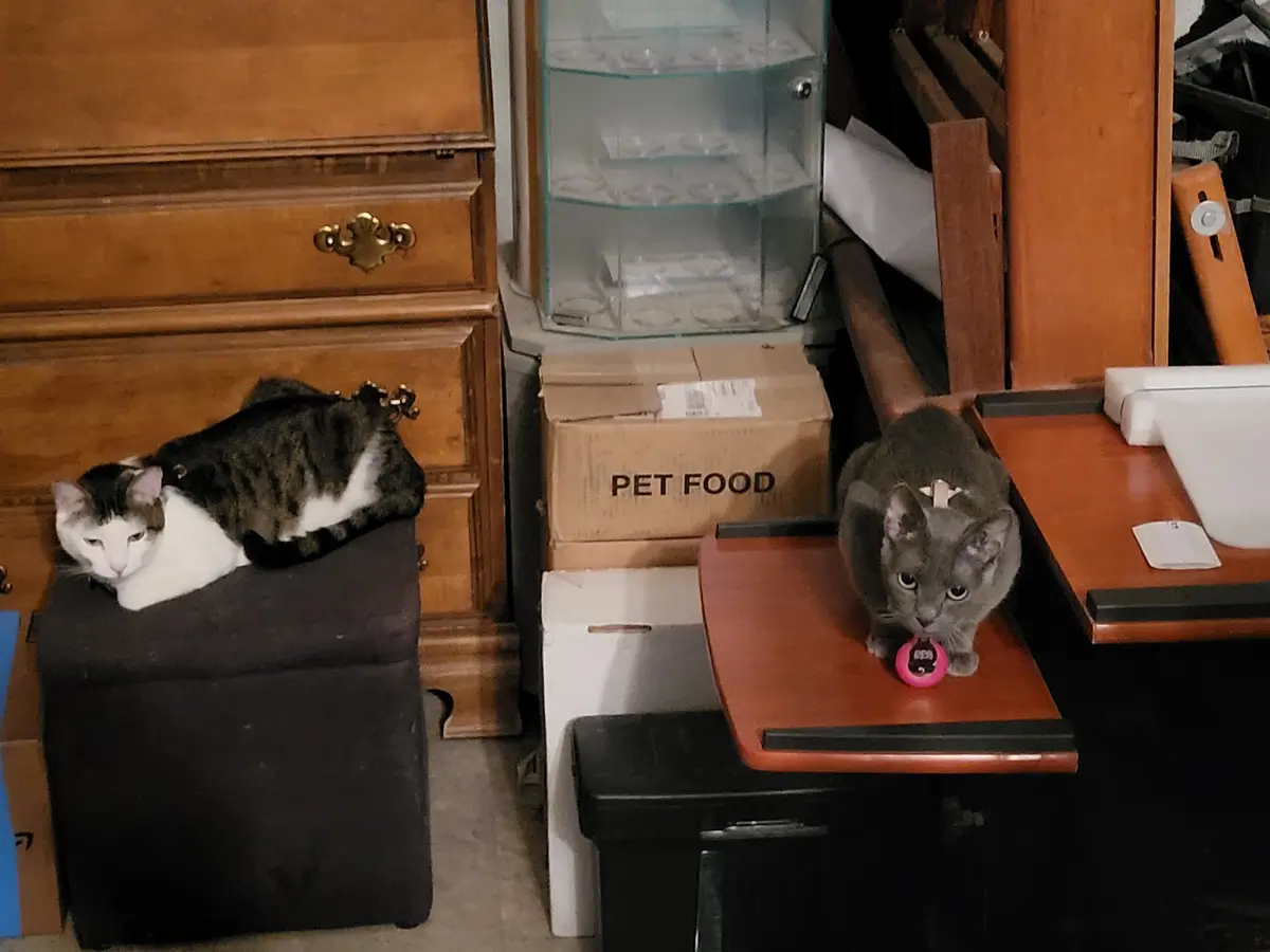Two cats are in a cluttered room; one gray cat on a wooden desk plays with a pink ball, while a tabby-and-white cat lounges…