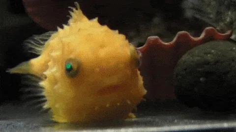 A yellow pufferfish is shown in six sequential frames, its mouth slowly opening wider as if it's about to cry. The fish is…