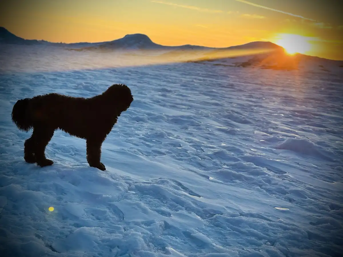 A black, curly-haired dog stands in profile on a snowy landscape, silhouetted against a vibrant sunset over distant…