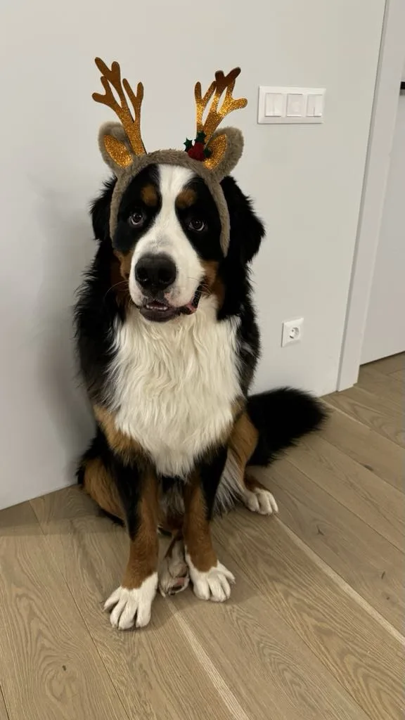 a bernese mountain dog sits on a wooden floor wearing a glittery reindeer antler headband with a small holly decoration. The…