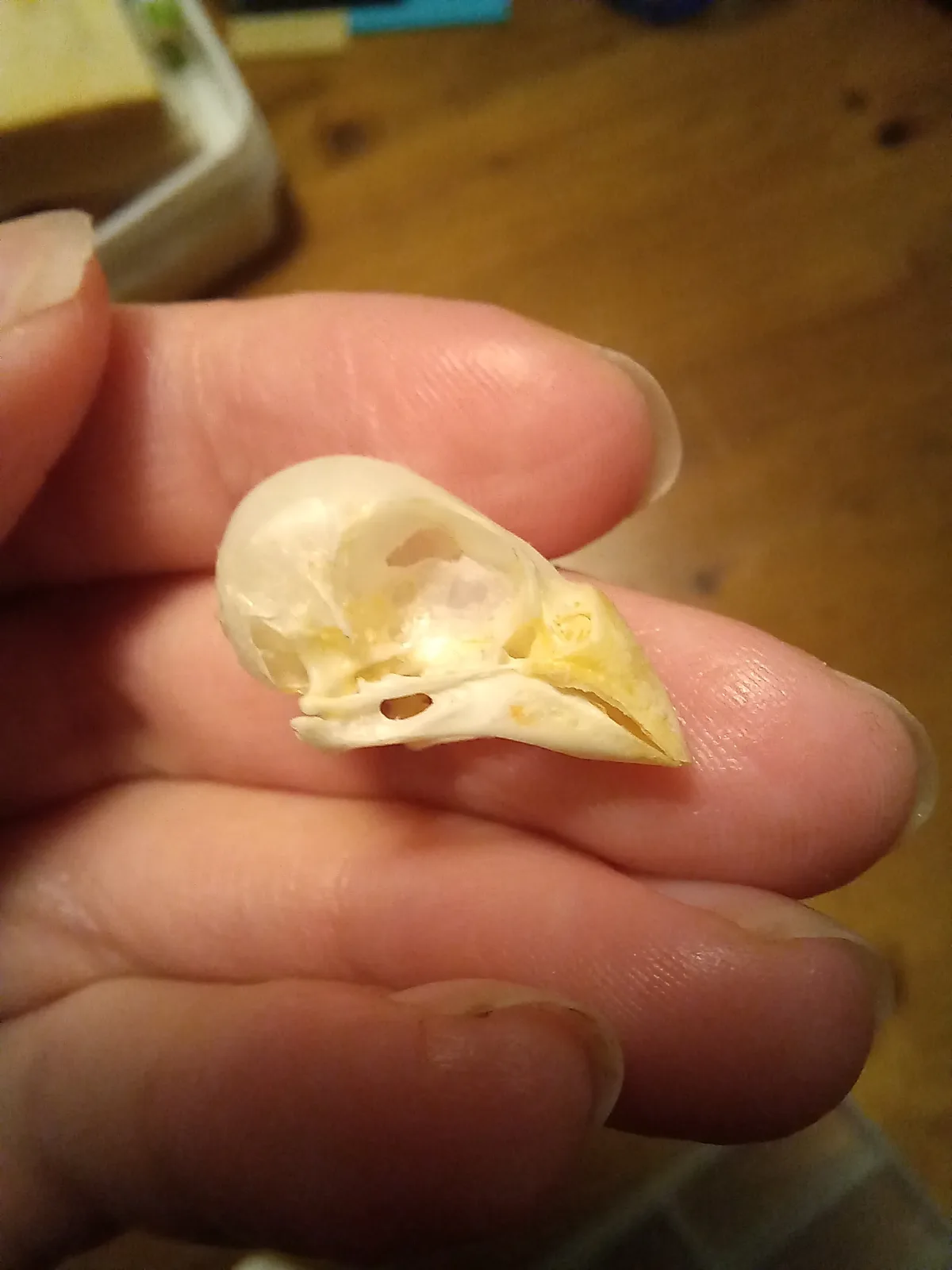 A close-up photo shows a small, pale bird skull resting on the fingertips of a person's hand, with a blurred wooden floor…