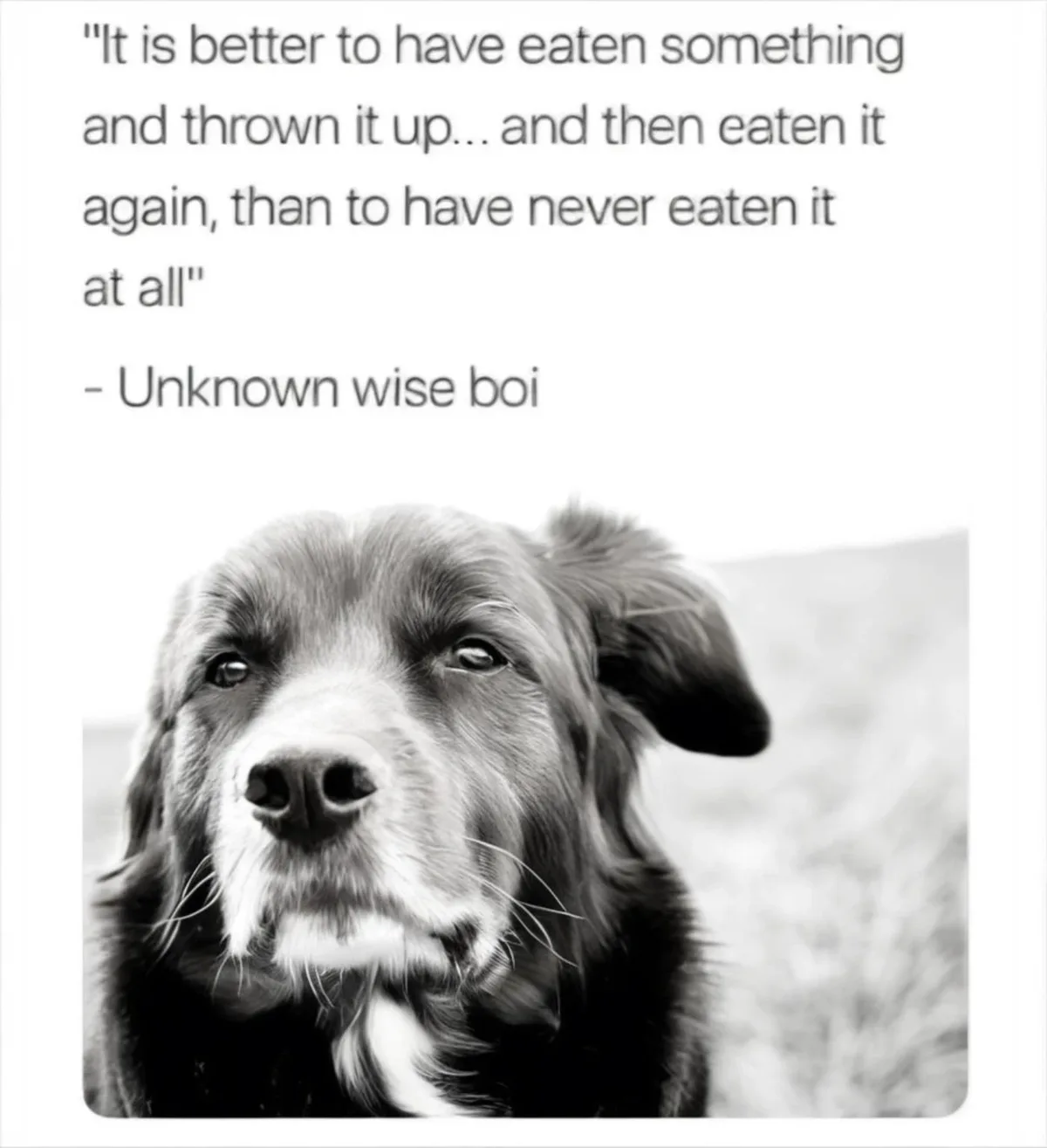 A black and white photo of a dog with a soulful, slightly melancholic expression looking at the camera. The image is…