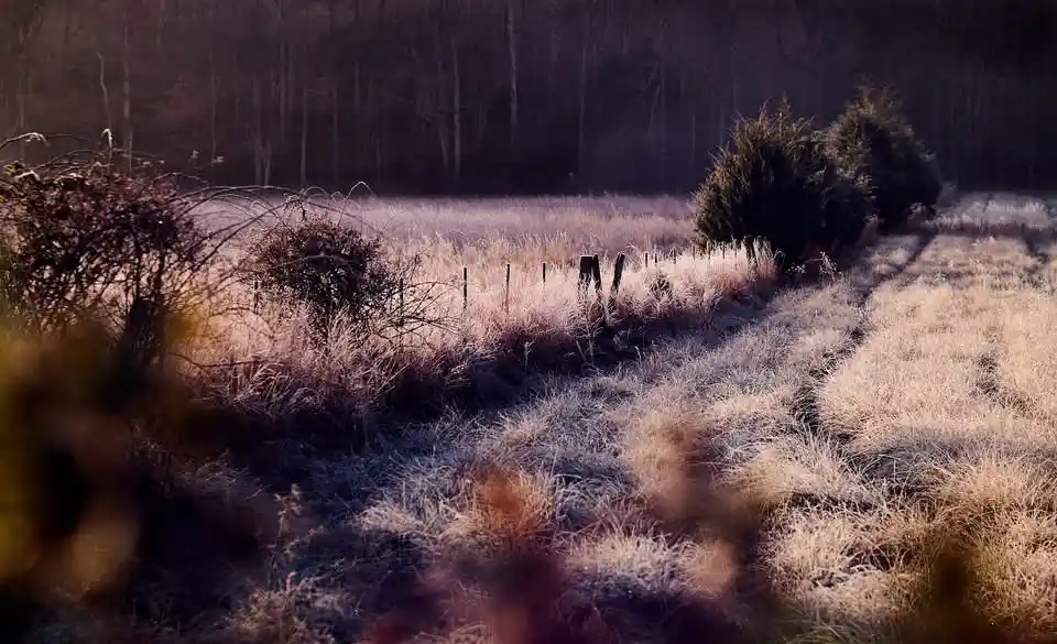 A frost-covered field with tall grass, bushes, and a distant forest under soft, low light. Overlaid text reads: 'i'm not…
