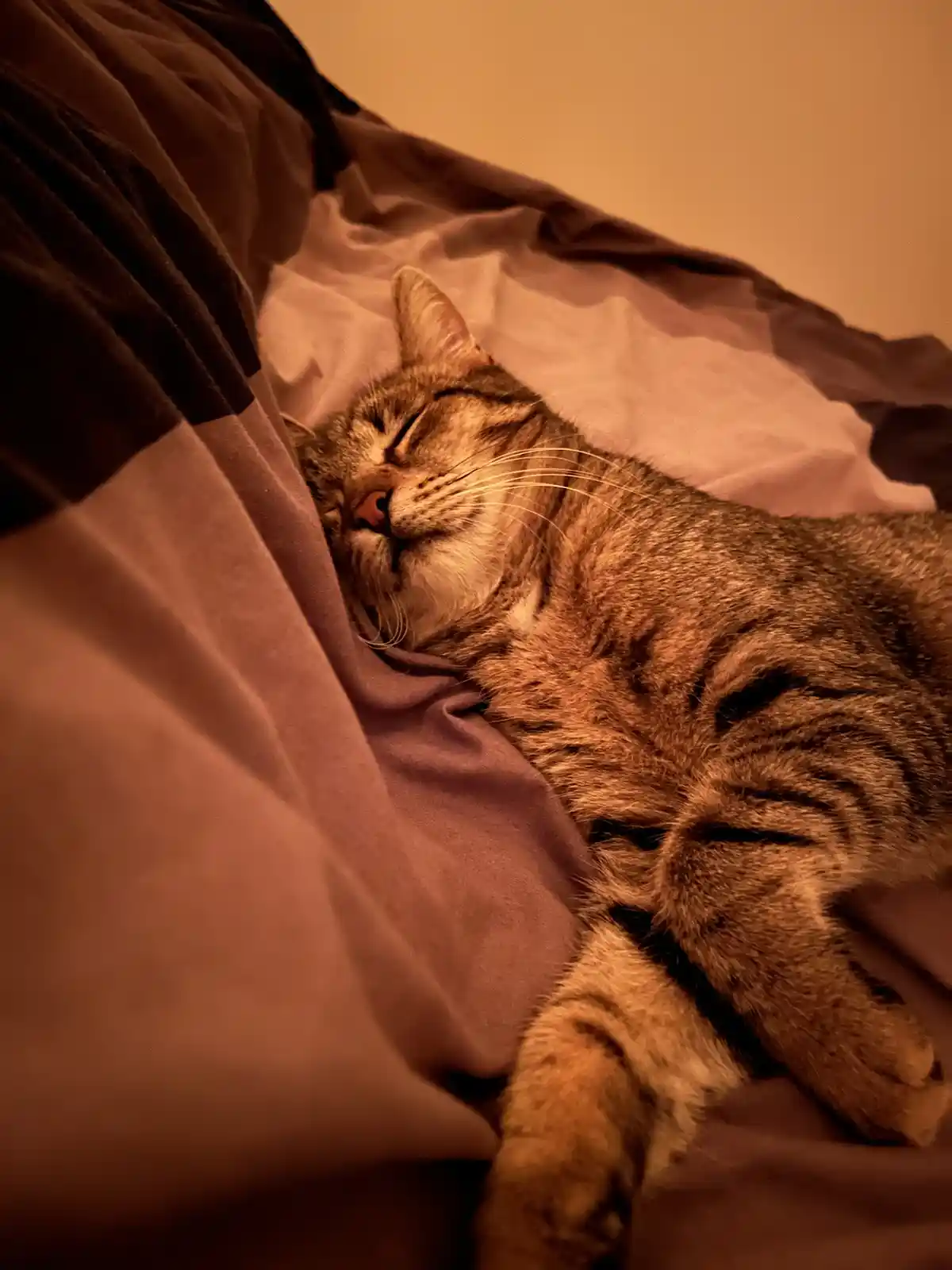 A tabby cat is sleeping soundly on rumpled bedding under warm, orange-toned lighting, its eyes closed and body relaxed. The…
