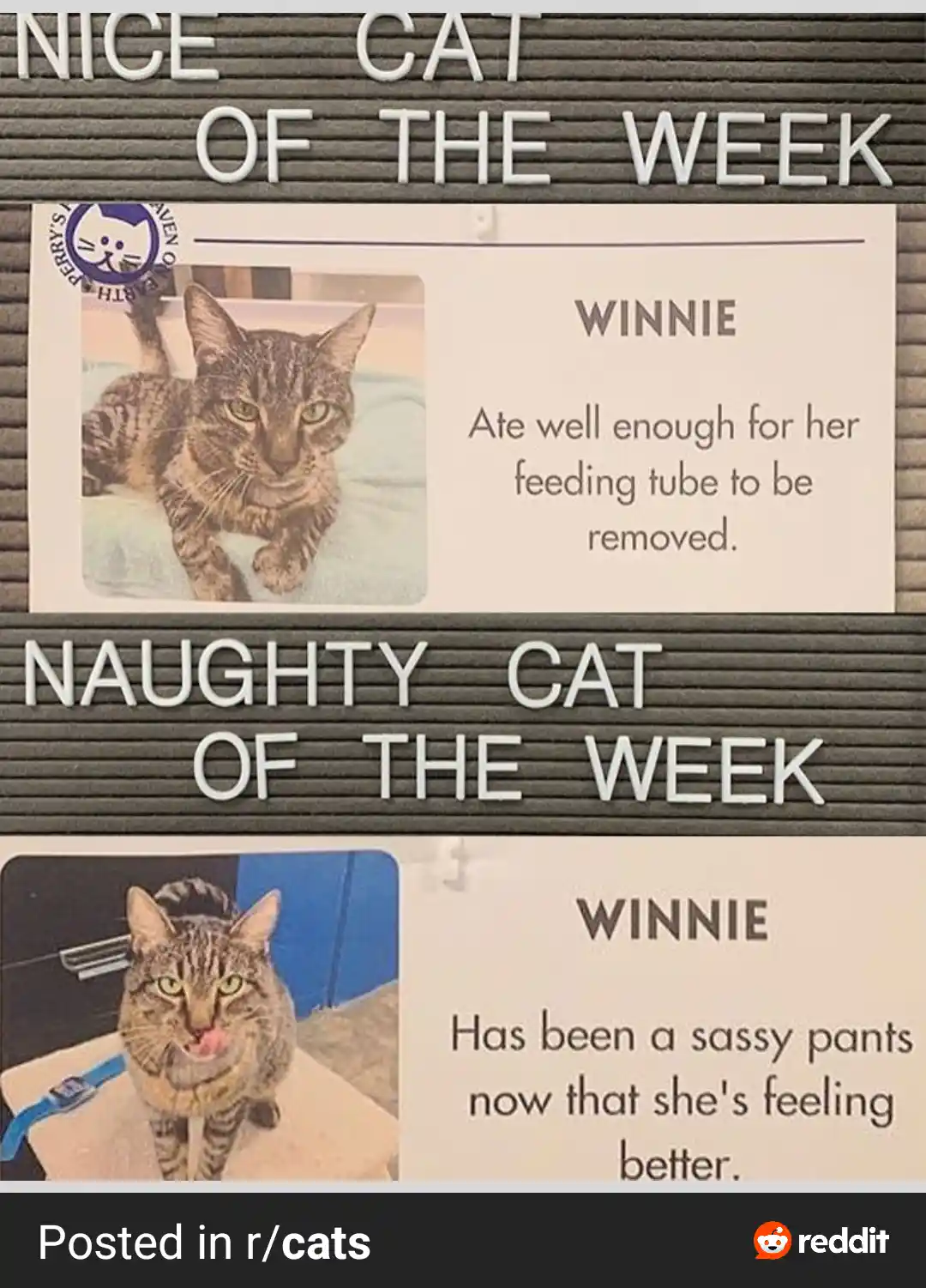 The image displays two sections on a letterboard. The top section, titled 'NICE CAT OF THE WEEK,' features a photo of a…