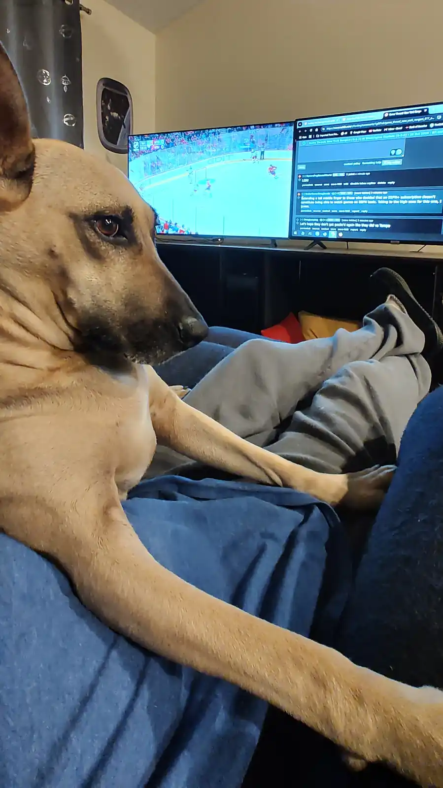 A tan dog with a black muzzle sits calmly on a couch next to a person wearing gray sweatpants, both facing two large…