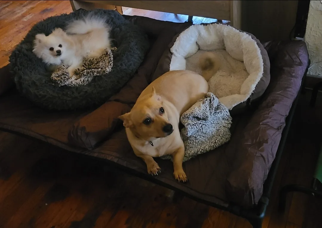 A Cozy New Bed for My Beloved Pups