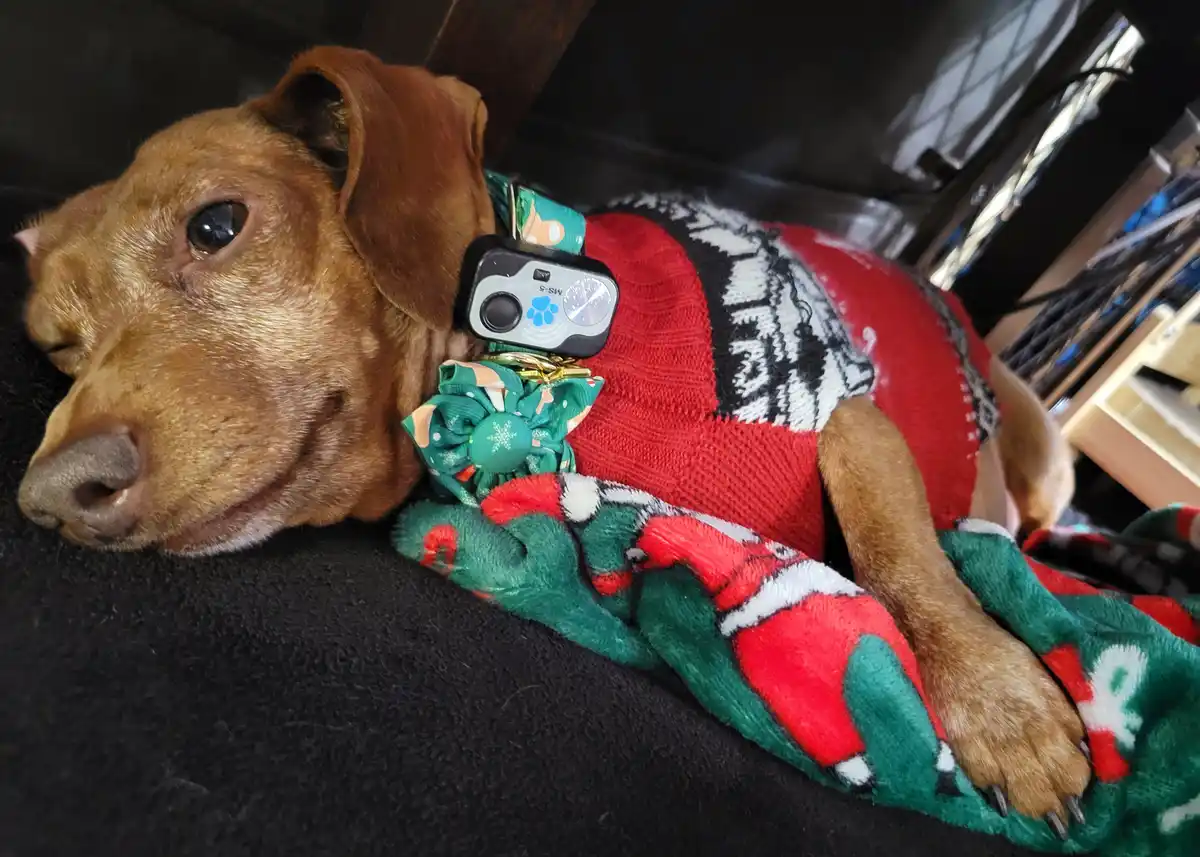 Meet my adorable pup, Tiger Lilly! #726