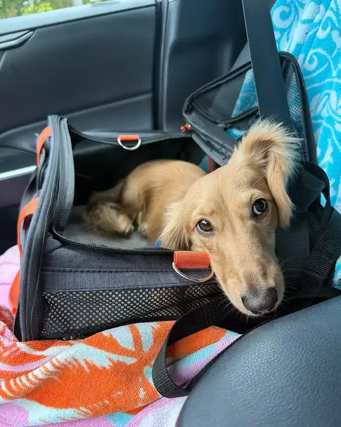 A light brown dachshund with large, sad eyes peers out from inside a black mesh pet carrier sitting in a car. The dog's head…