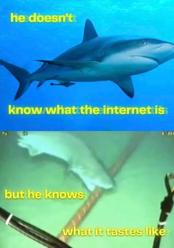 The meme features two images of sharks. The top image shows a clear, calm shark swimming in blue water with the text 'he…