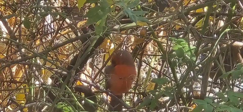 The Beauty of Nature Captured