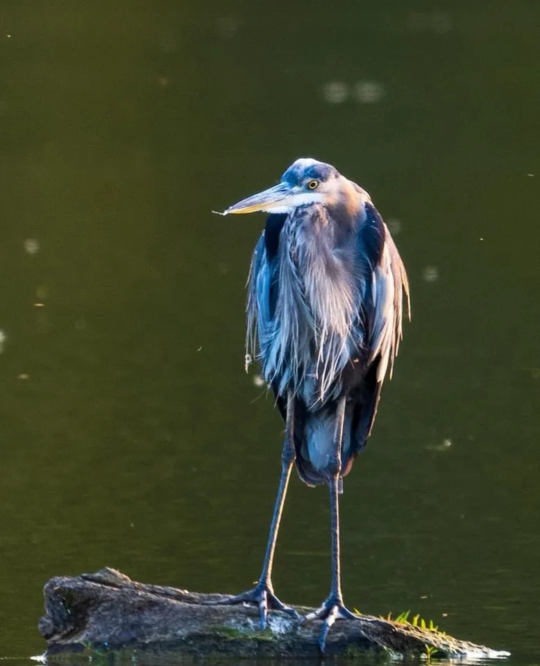 A great blue heron stands on a log in water, its feathers ruffled and head slightly tilted, looking contemplative. The…