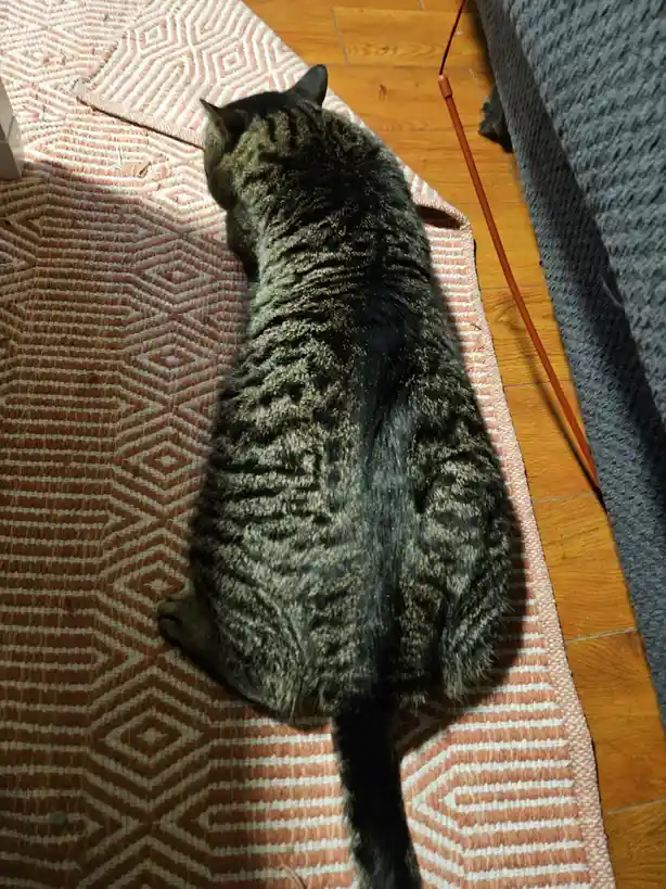 A tabby cat is lying on its back on a patterned rug, viewed from above, with its belly exposed and tail curled. The cat's…