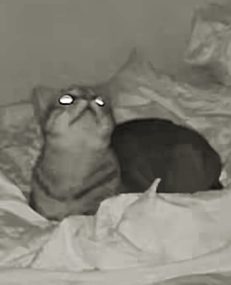 A grainy, black-and-white image shows a cat sitting upright on a bed, looking upward with wide, glowing eyes. The cat's face…