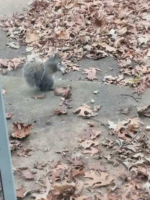 A gray squirrel sits on a concrete step surrounded by fallen brown oak leaves, holding a nut in its paws and looking alert…
