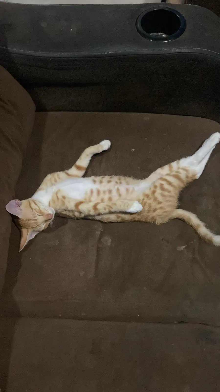 Sharing Some Adorable Cat Photos for Caturday