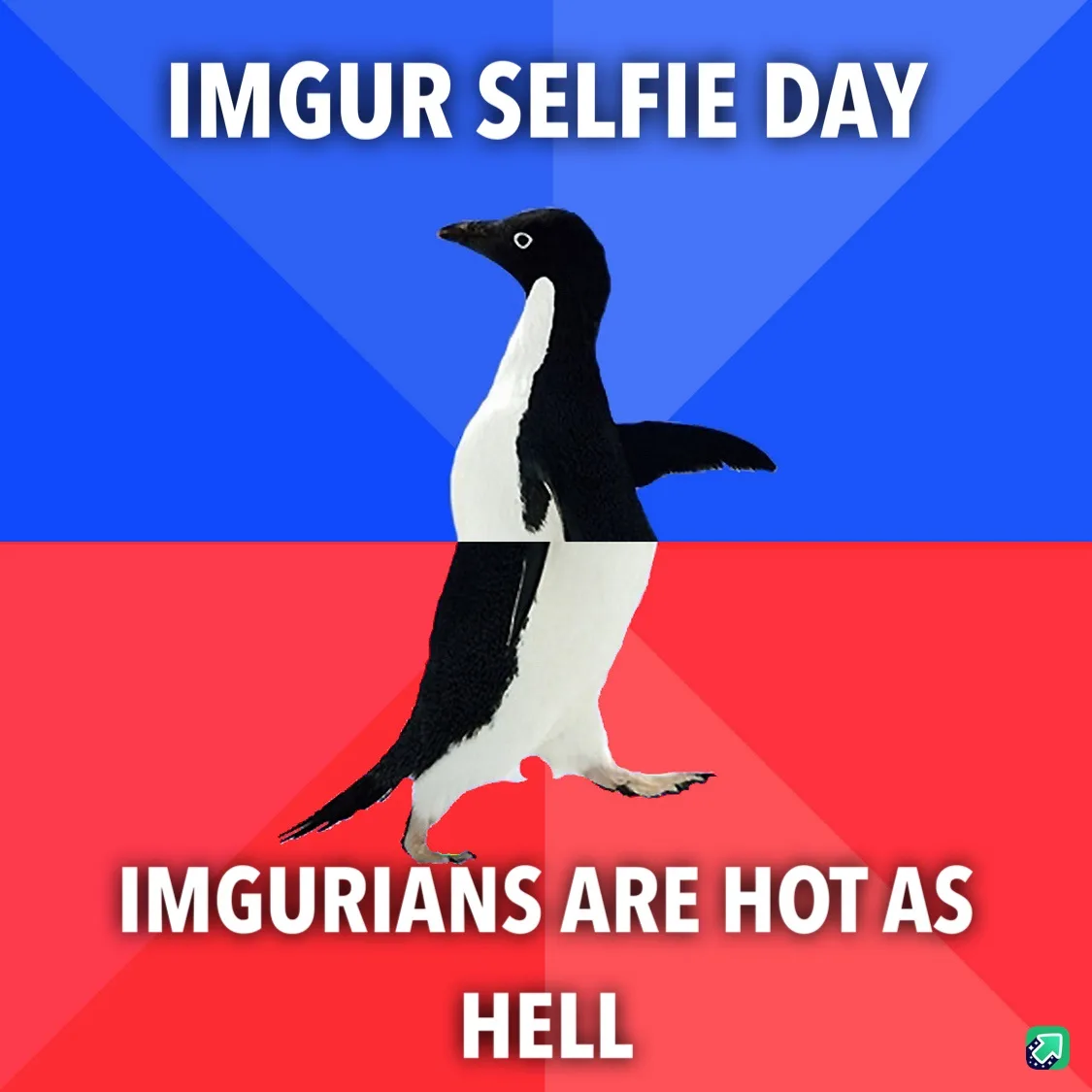 A black-and-white penguin stands centered against a split background of blue and red, with the text 'IMGUR SELFIE DAY' at…
