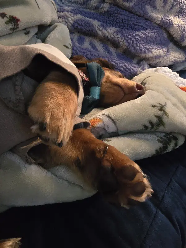 a brown dog is sleeping soundly under blankets on a bed, its paws visible and relaxed. The overlaid text reads 'i'm not…