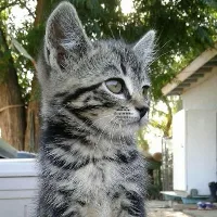A close-up photo of a small tabby kitten with wide, alert eyes and upright ears, looking off to the side. The kitten has a…