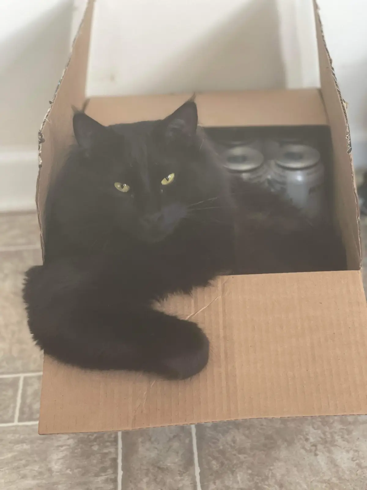 A fluffy black cat with bright yellow eyes is lounging inside an open cardboard box, looking directly at the camera with a…