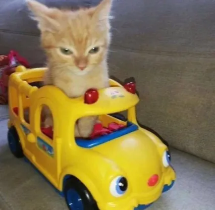 The Angry Cat: A Mood We All Understand