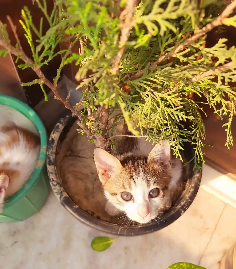 Time to Give My Plant Some Much-Needed Water
