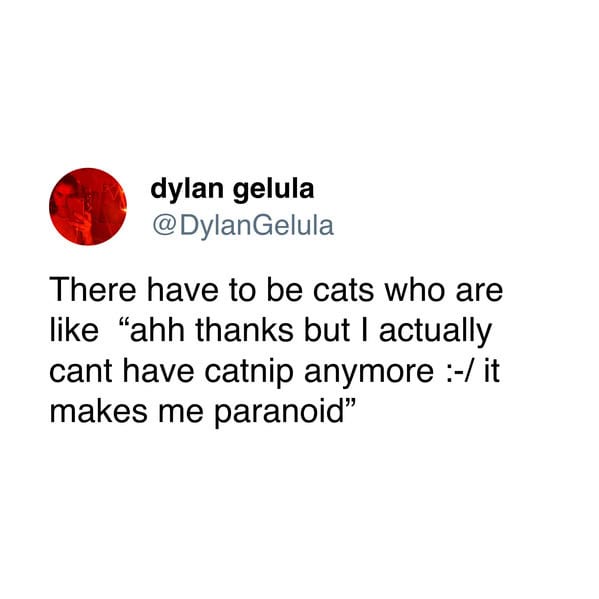 A screenshot of a tweet by Dylan Gelula showing a humorous take on cats refusing catnip due to paranoia. The tweet text is…