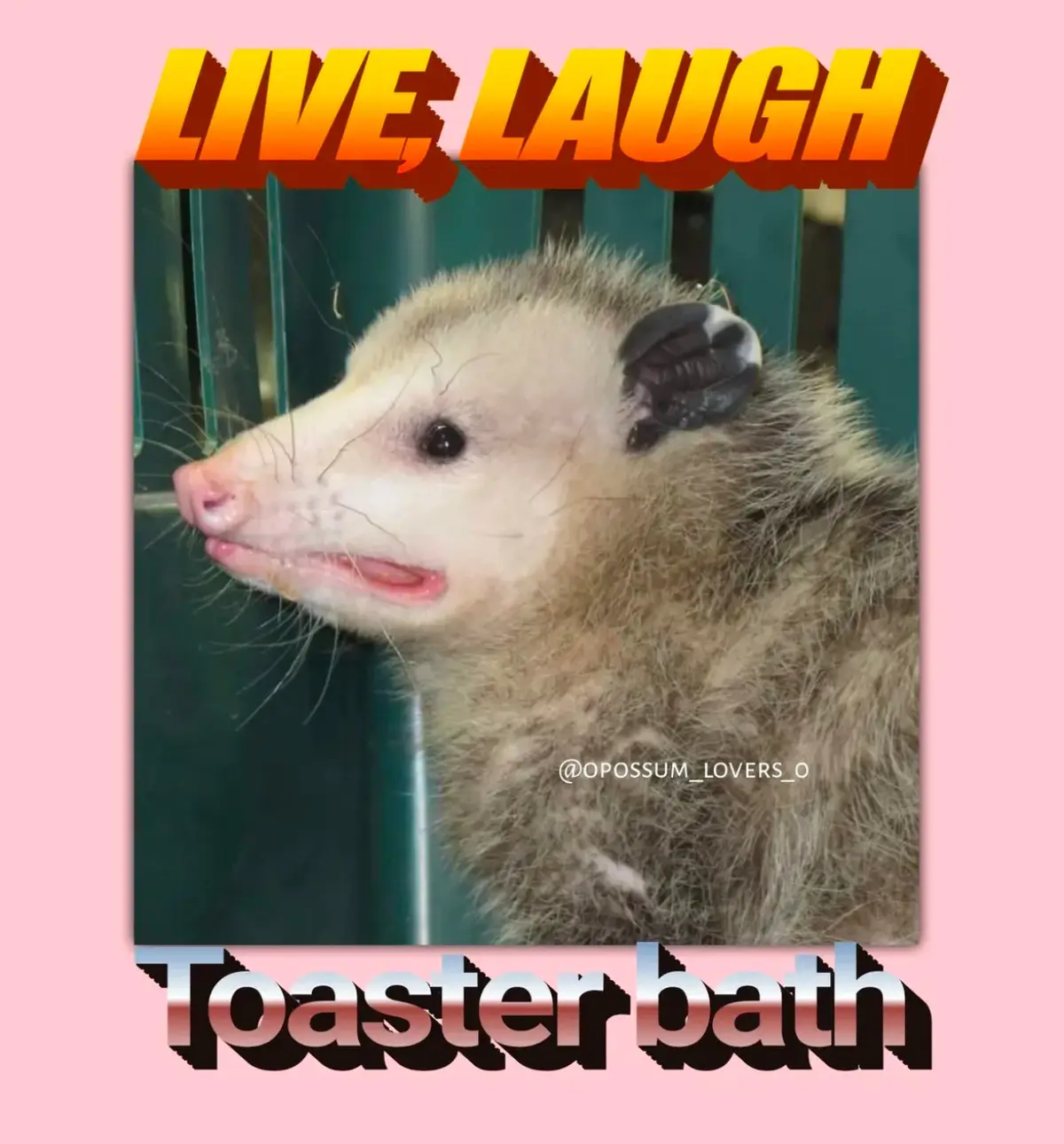 A close-up photo of a furry opossum with its mouth slightly open, looking sideways against a green slatted background. The…