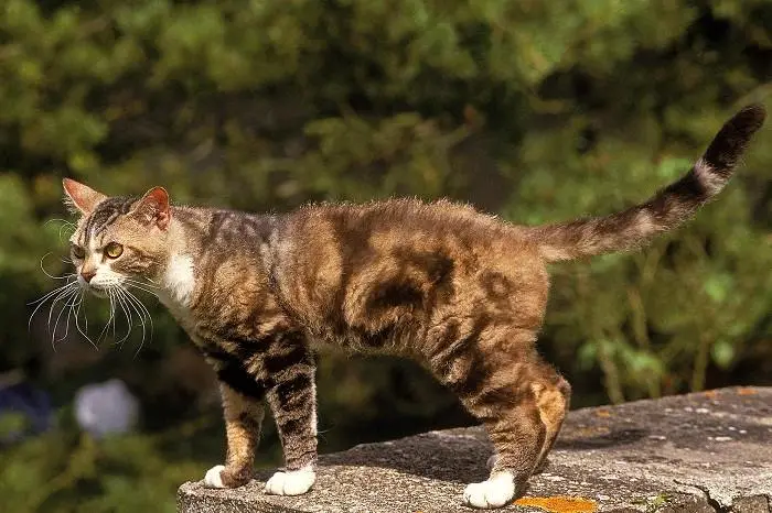 A tabby cat with white paws stands on a stone surface, looking sideways with a slightly unimpressed expression. Its body is…