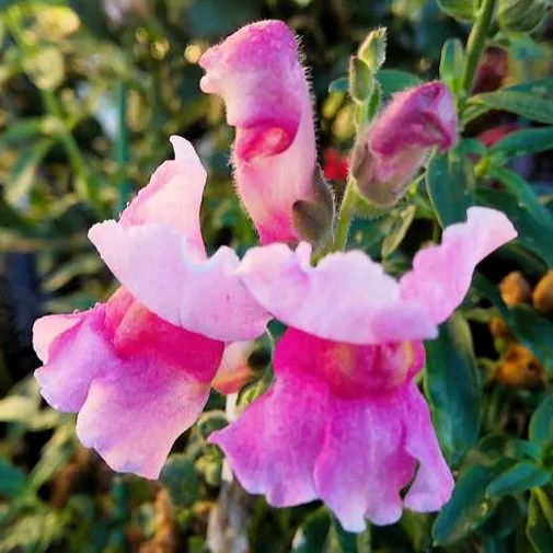 A close-up photo of pink and magenta snapdragon flowers with green foliage in the background. The image has white text…