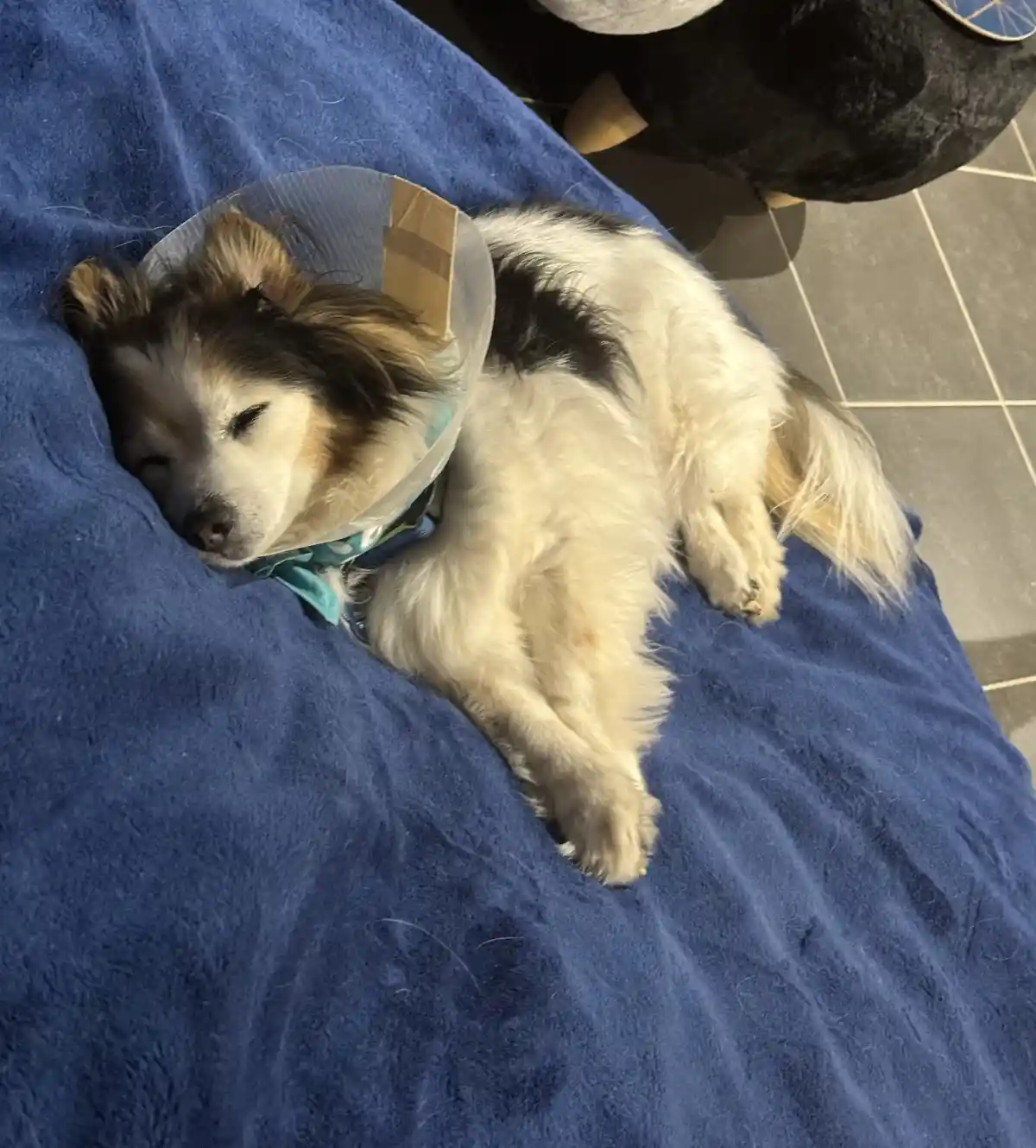 A small, fluffy dog with white and black fur is sleeping soundly on a blue blanket, wearing a clear plastic cone collar. The…