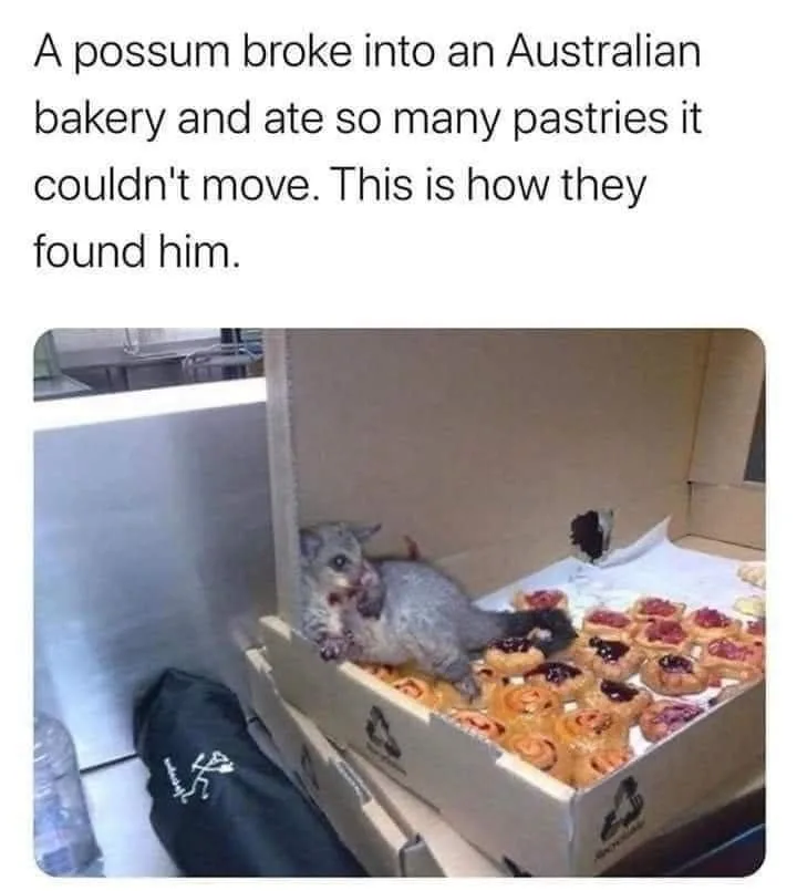A small grey possum is stuck inside an open cardboard box filled with pastries, its body wedged among the food items. The…