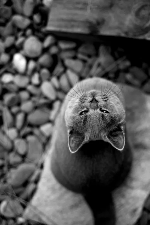 A black and white photo shows a cat looking up with a very serious, almost judgmental expression, its eyes narrowed and head…