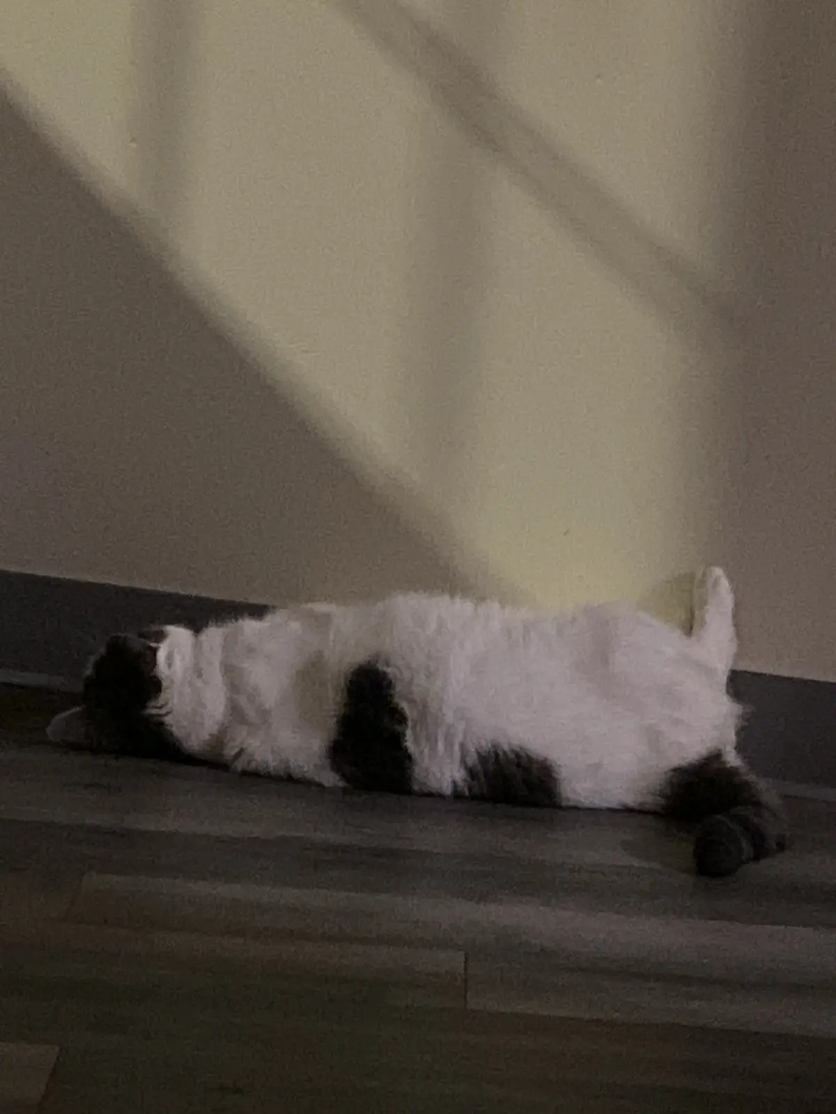 A black and white cat is lying on its back on a wooden floor, appearing very relaxed and possibly asleep, with its belly…
