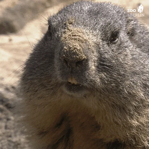A six-panel grid shows a close-up of a marmot's face with sand gradually building up on its nose across the frames. The…