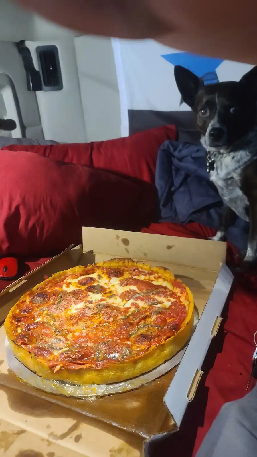 A black and white dog with alert ears and wide eyes stares intently at a pepperoni pizza in an open cardboard box. The scene…