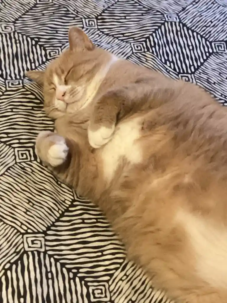 A fluffy ginger and white cat is sleeping curled up on its side on a black and white patterned blanket, with its paws tucked…
