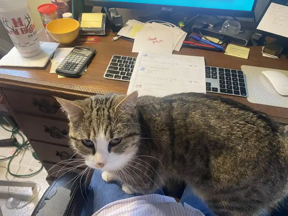 A tabby cat with a grumpy expression sits on a person's lap in front of a cluttered home office desk with a monitor…
