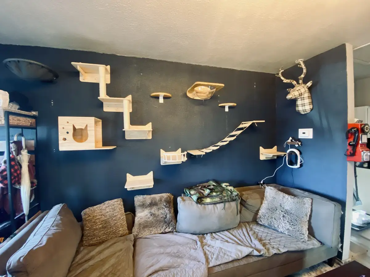 A living room features a dark blue wall covered with numerous wooden cat shelves, platforms, and a suspended bridge, with a…