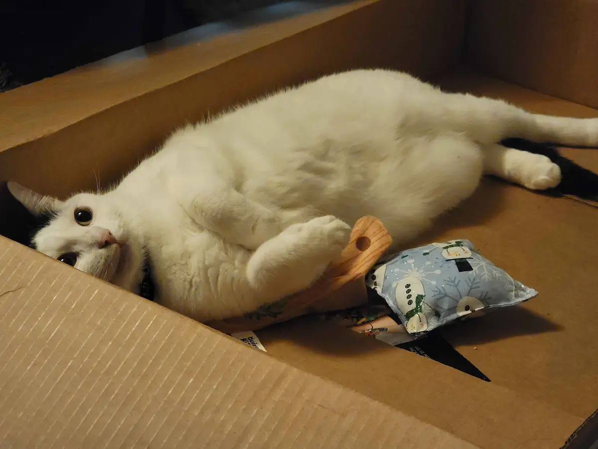 A white cat with black markings lies on its back inside a cardboard box, looking up with wide eyes. Beside it are a wooden…