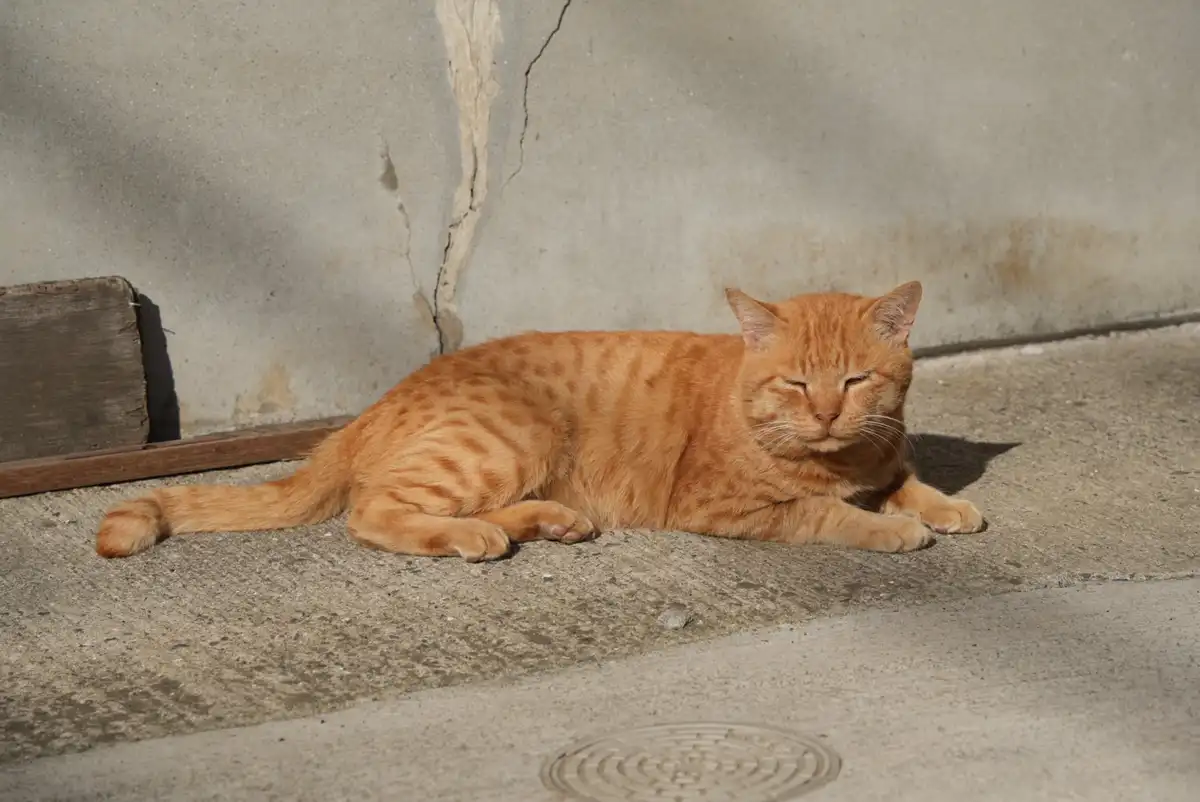 Exploring Manabe Island: The Enchanting Cat Paradise - Part 3